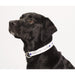 Angle-Right and Part Default Image view of the Full Color 1" Wide Adjustable Pet Collar